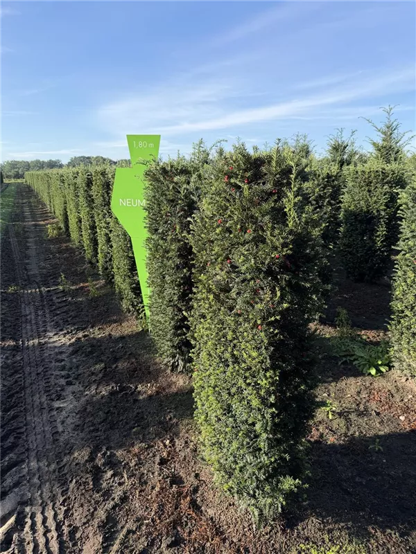 Taxus baccata 'Höpken's Gigant'