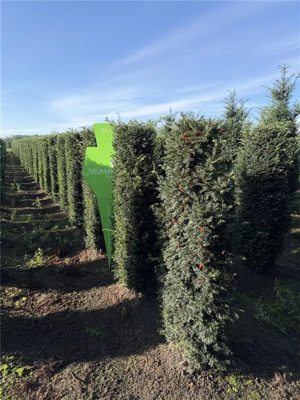 Taxus baccata 'Höpken's Gigant'