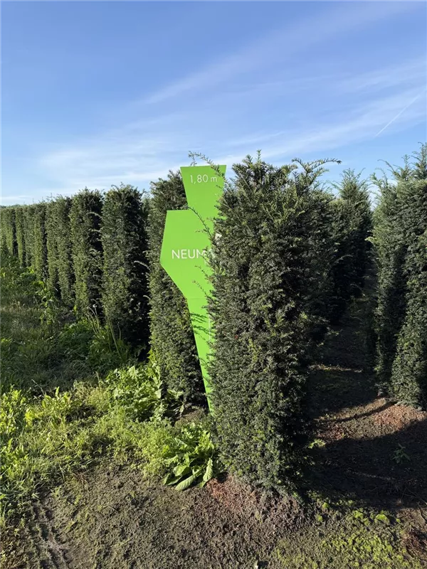 Taxus baccata 'Höpken's Gigant'