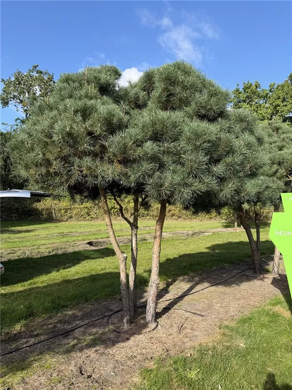 Pinus sylvestris