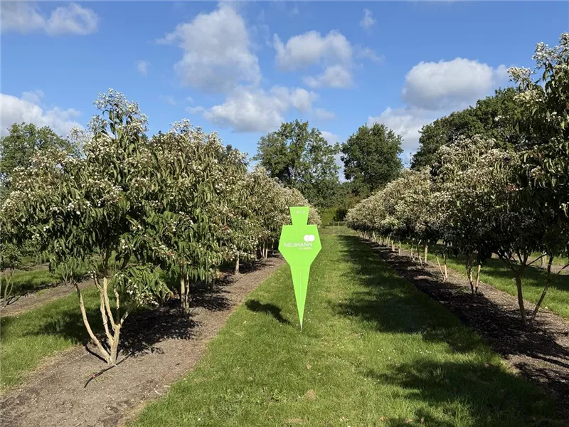 Heptacodium miconioides
