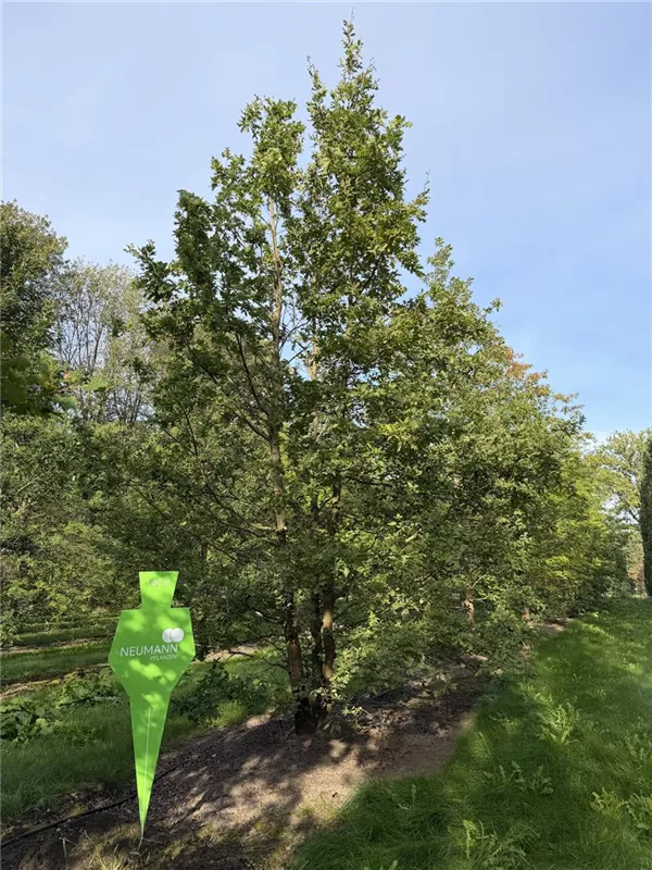 Quercus robur