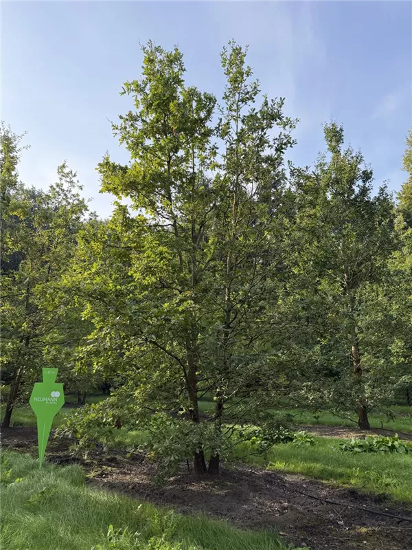 Quercus robur