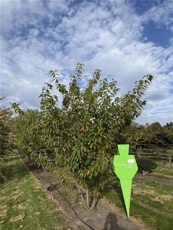 Prunus serrulata 'Kanzan'