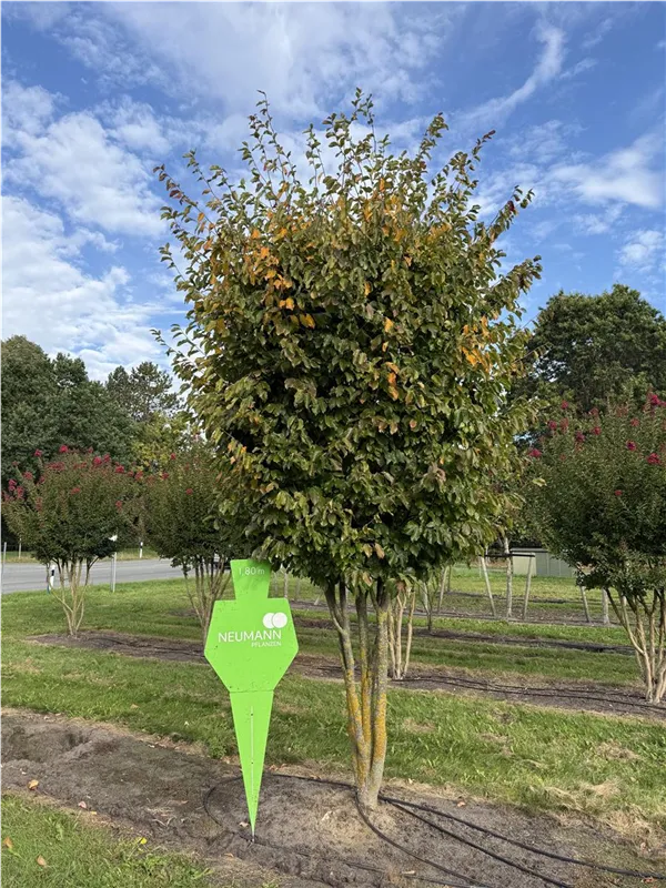 Parrotia persica