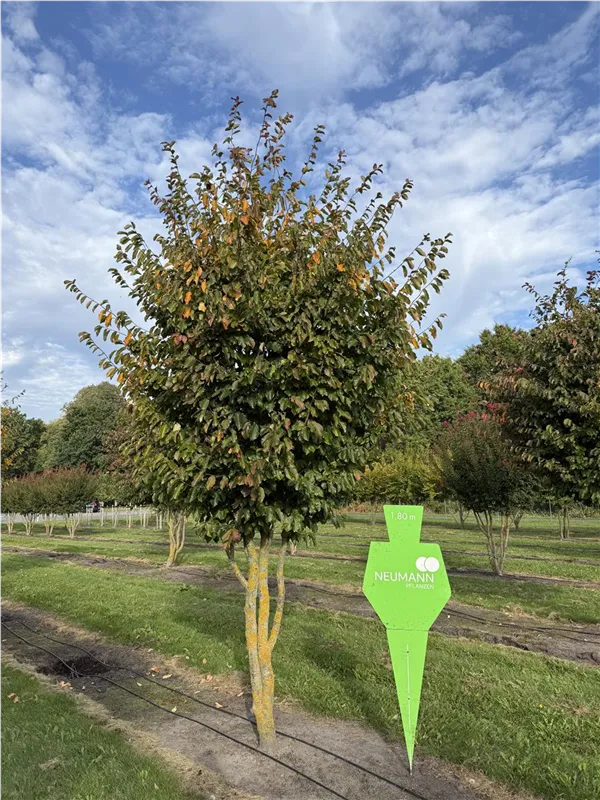 Parrotia persica