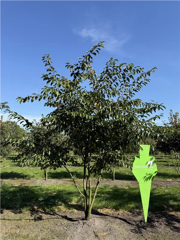 Prunus yedoensis