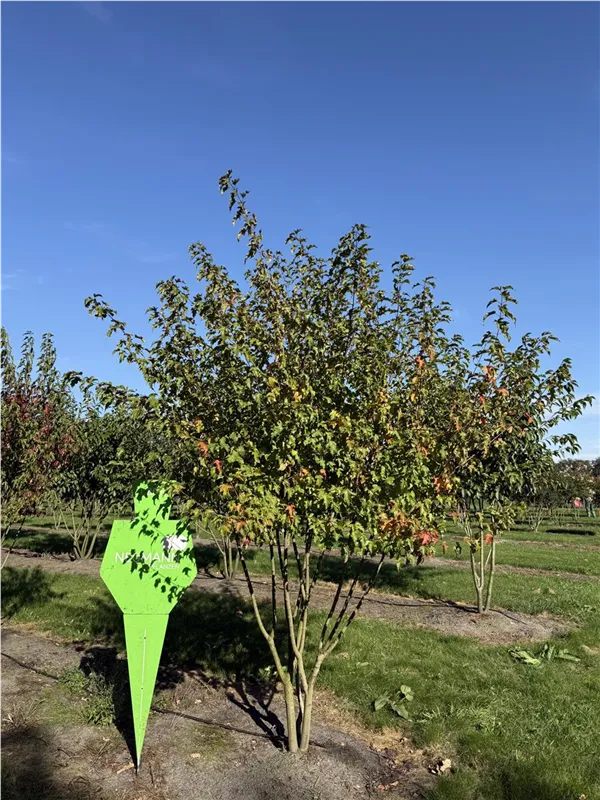Acer ginnala
