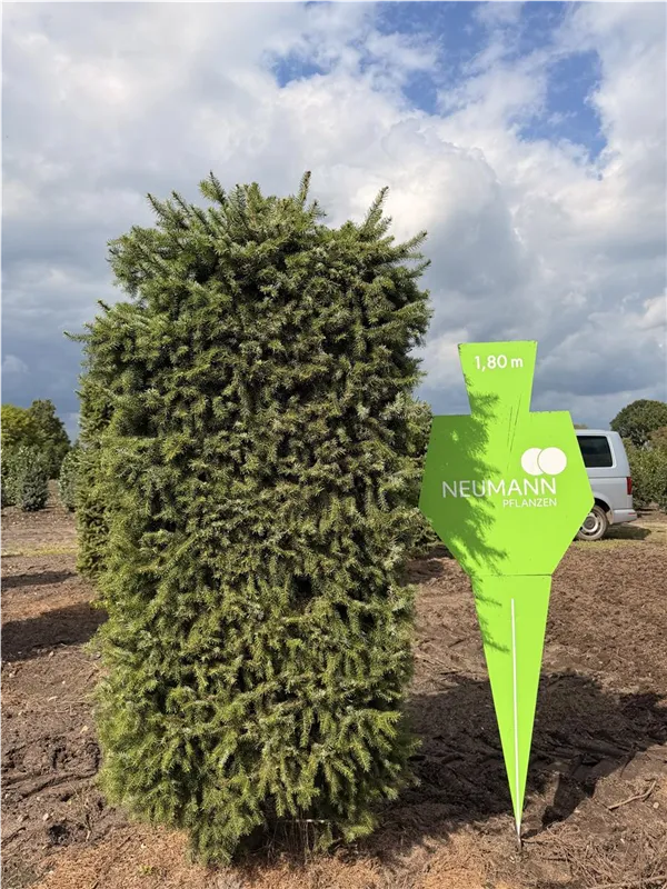Picea omorika
