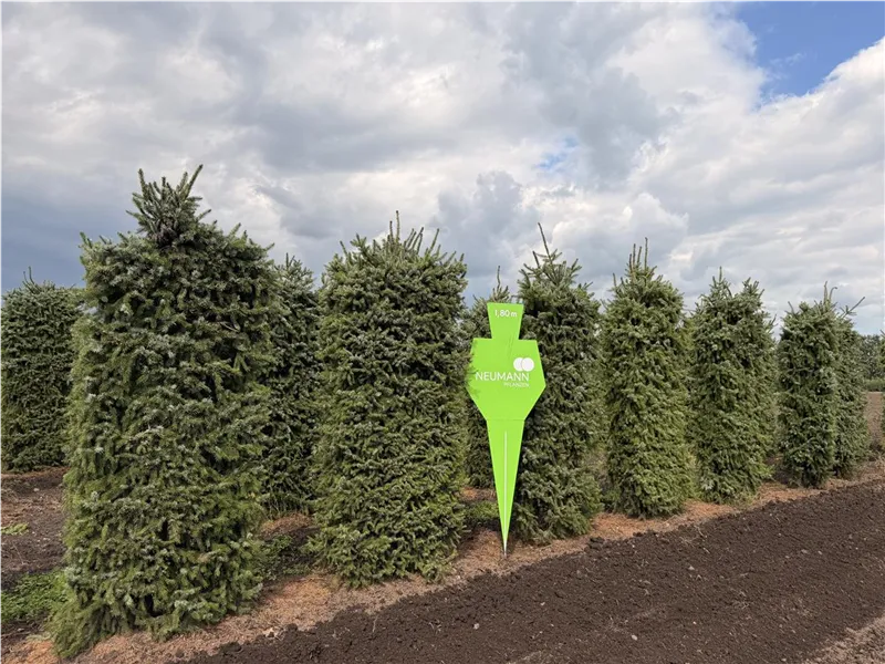 Picea omorika