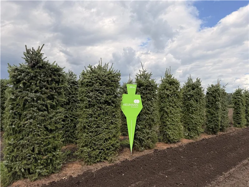 Picea omorika