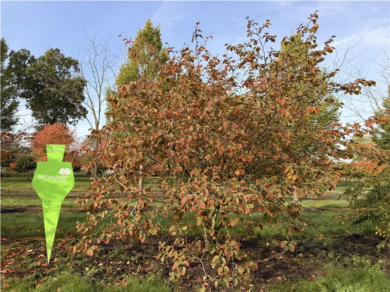 Hamamelis interm.'Feuerzauber'