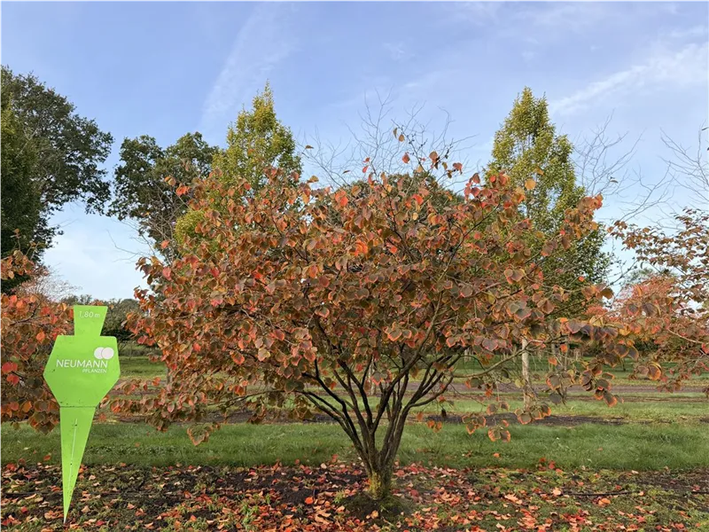 Hamamelis interm.'Feuerzauber'