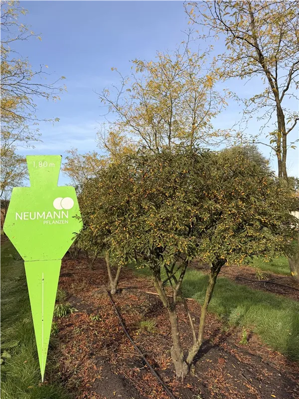 Malus toringo sargentii 'Veredlung'