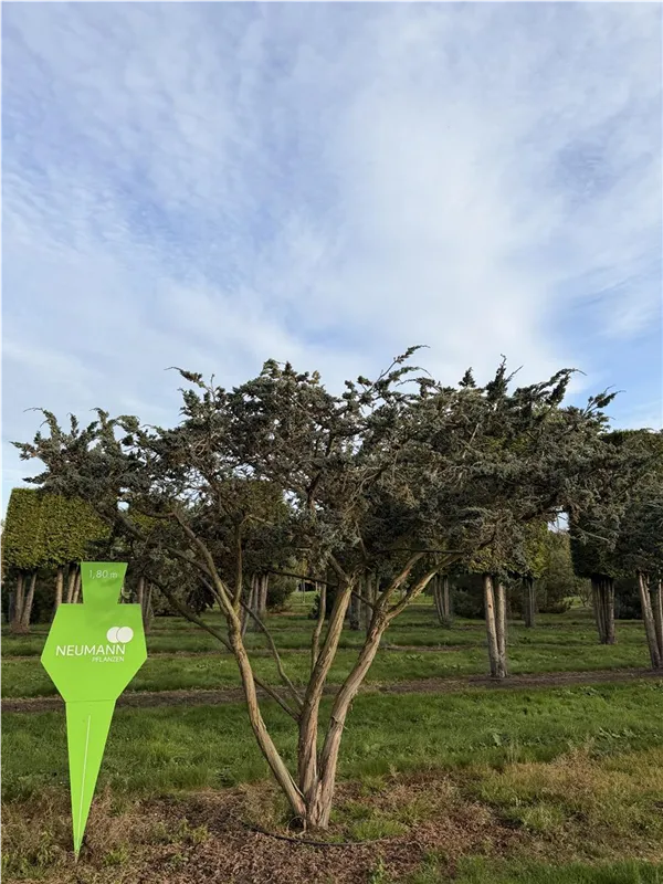 Juniperus squamata 'Meyeri'