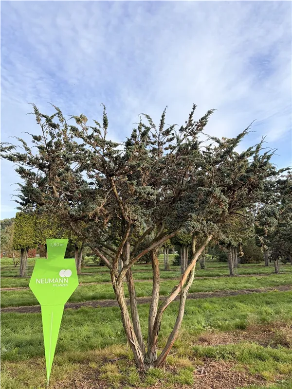 Juniperus squamata 'Meyeri'