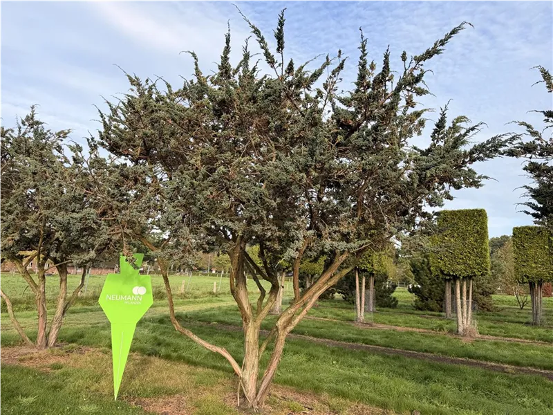 Juniperus squamata 'Meyeri'