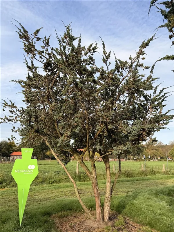 Juniperus squamata 'Meyeri'