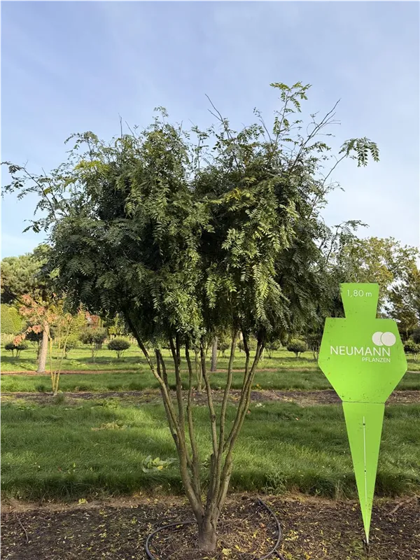 Gleditsia triacanthos 'Elegantissima'