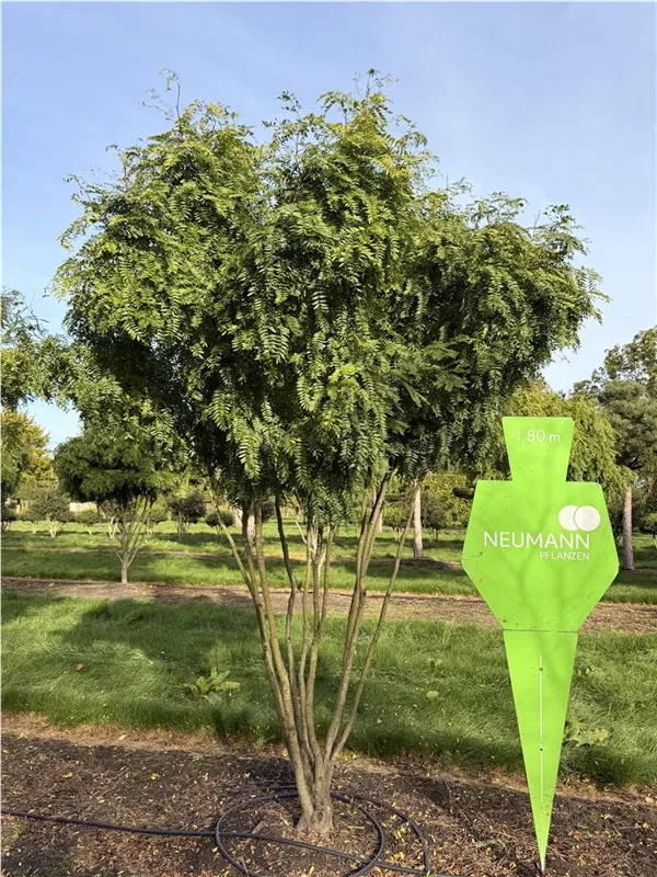 Gleditsia triacanthos 'Elegantissima'