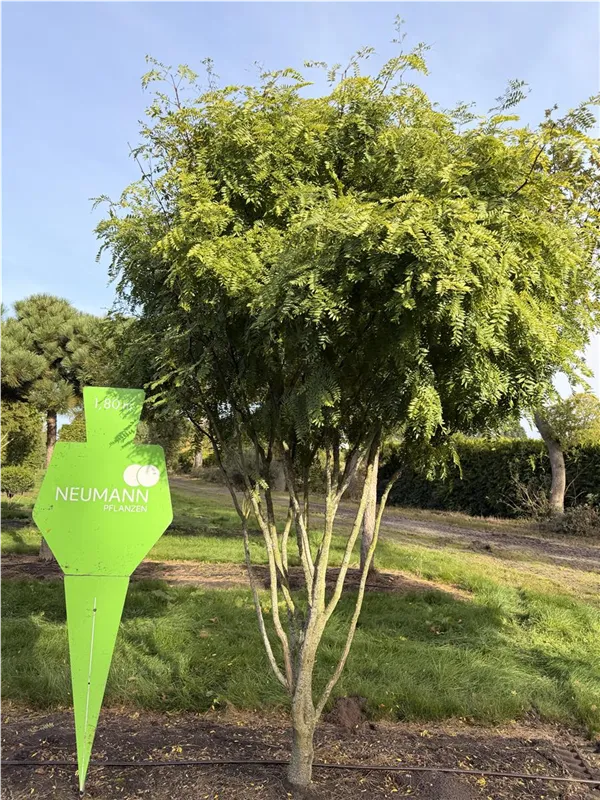Gleditsia triacanthos 'Elegantissima'