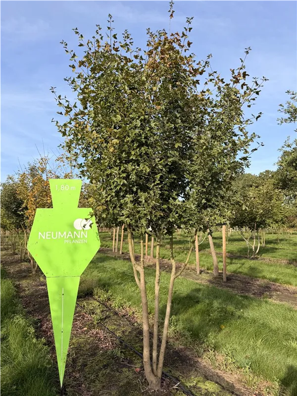 Acer monspessulanum