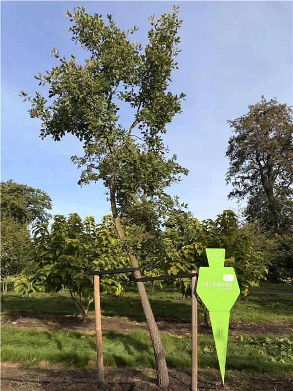 Quercus pubescens