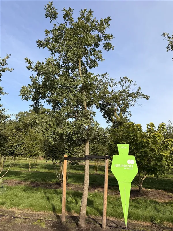 Quercus pubescens