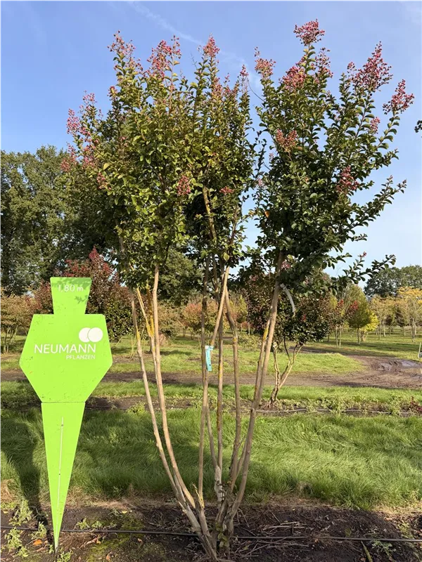 Lagerstroemia indica 'Dynamite' -R-