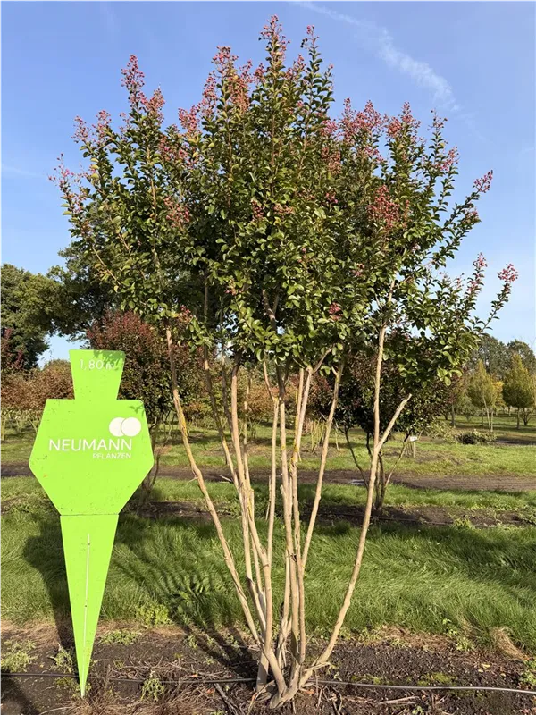 Lagerstroemia indica 'Dynamite' -R-