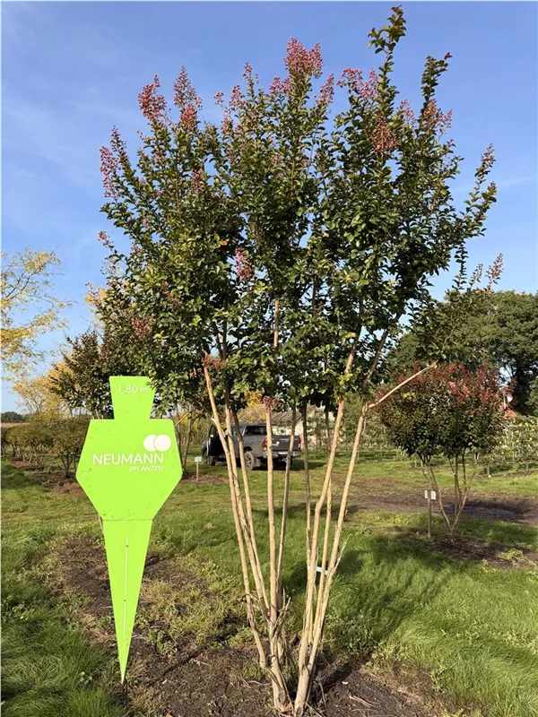 Lagerstroemia indica 'Dynamite' -R-