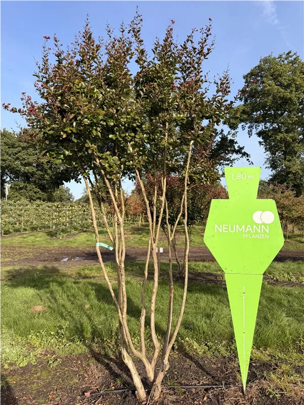 Lagerstroemia indica 'Dynamite' -R-