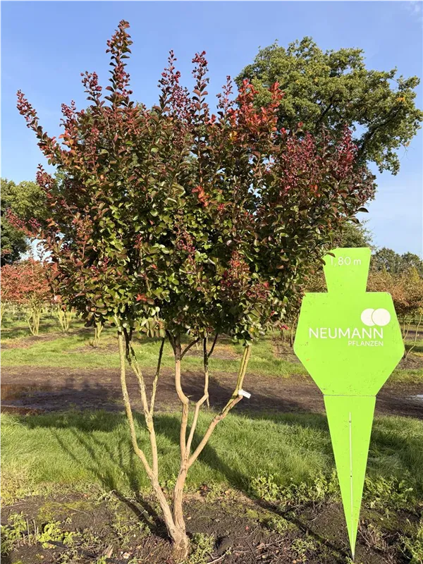 Lagerstroemia indica 'Dynamite' -R-