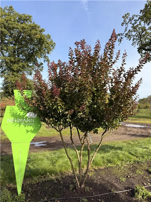Lagerstroemia indica 'Dynamite' -R-