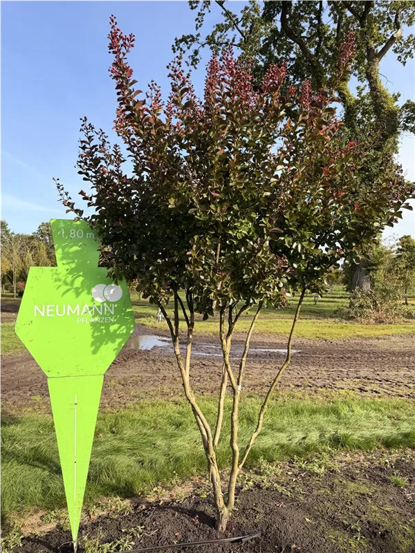 Lagerstroemia indica 'Dynamite' -R-