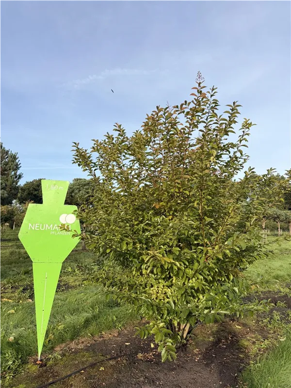 Lagerstroemia indica 'Dynamite' -R-