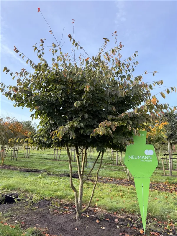Parrotia persica