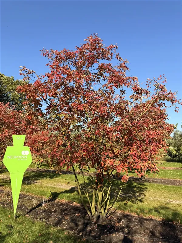 Amelanchier lamarckii