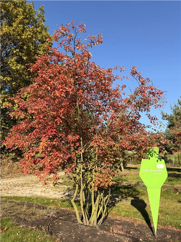 Amelanchier lamarckii