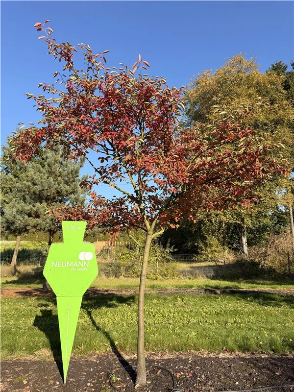 Amelanchier lamarckii