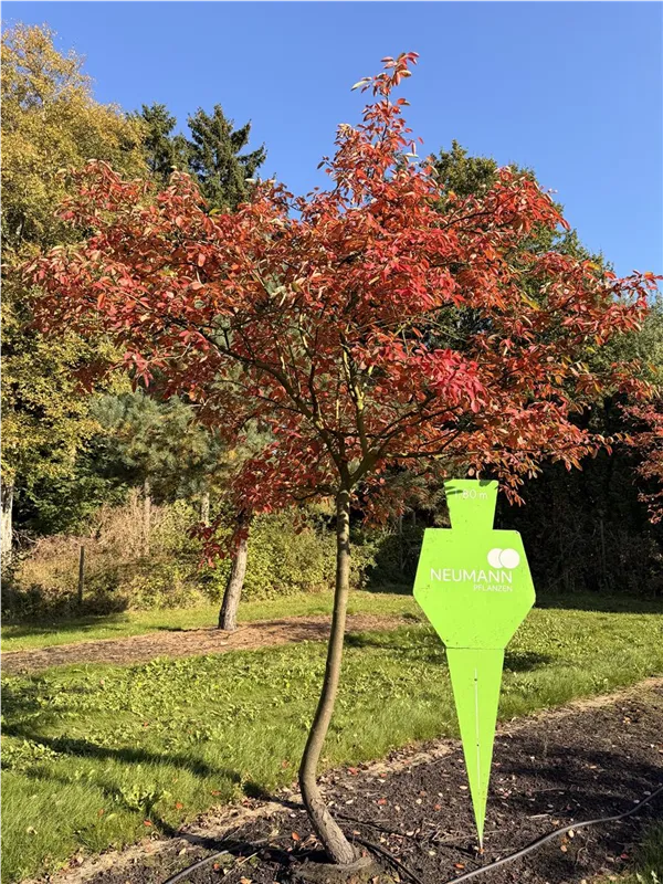Amelanchier lamarckii