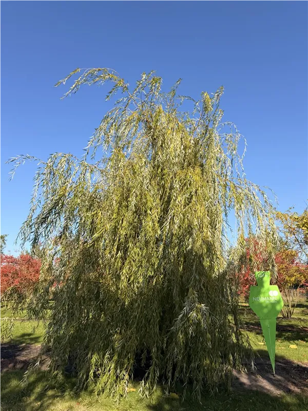 Salix alba 'Tristis'