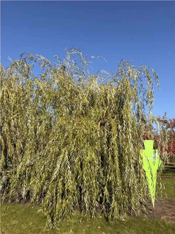 Salix alba 'Tristis'