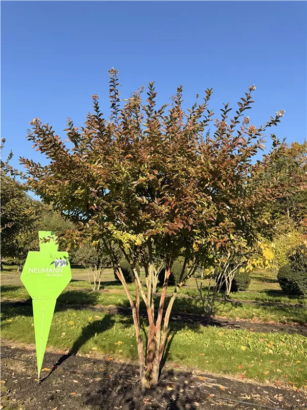 Lagerstroemia indica 'Natchez'