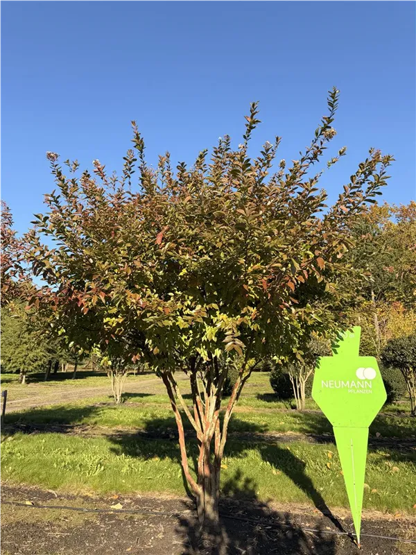 Lagerstroemia indica 'Natchez'