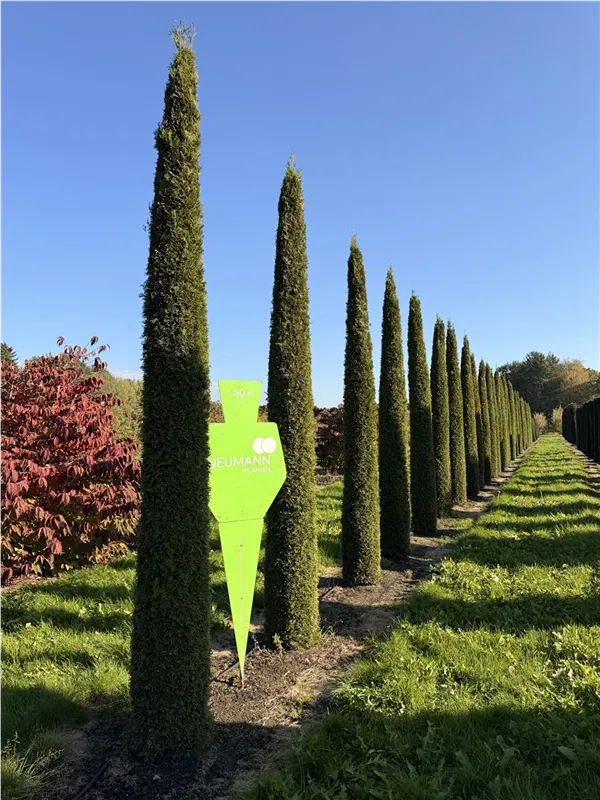 Thuja occidentalis 'Smaragd'