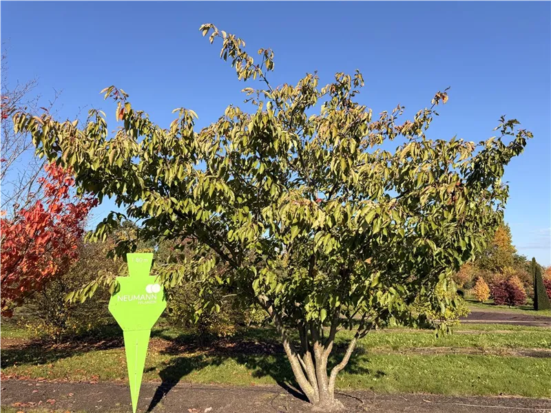 Prunus serrulata 'Taihaku'