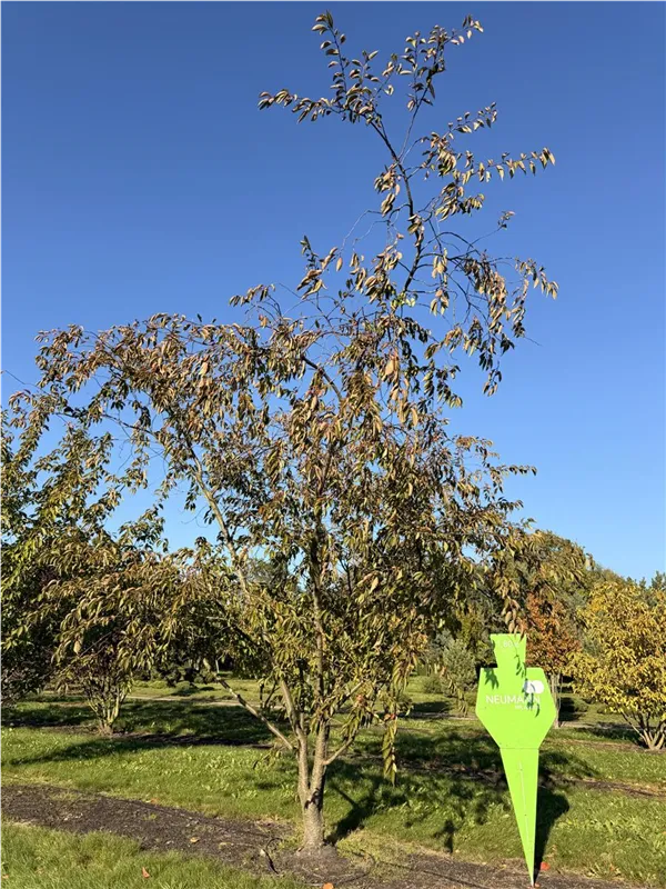 Prunus subhirtella 'Accolade'