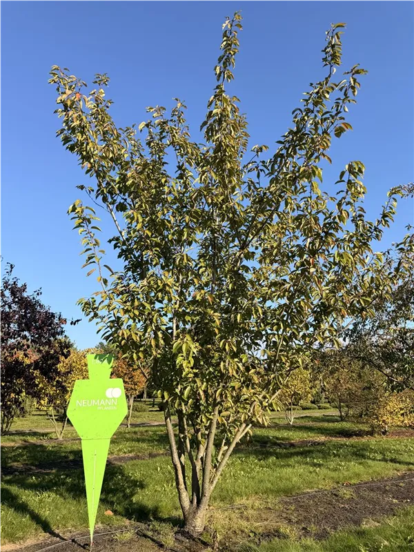 Prunus serrulata 'Kanzan'