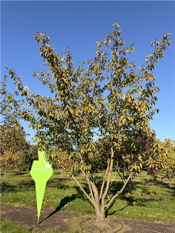 Prunus serrulata 'Kanzan'